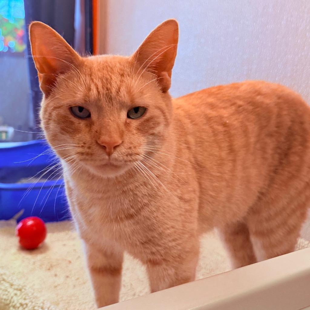 Bonn, Adoptable, Adult Male Domestic Short Hair.