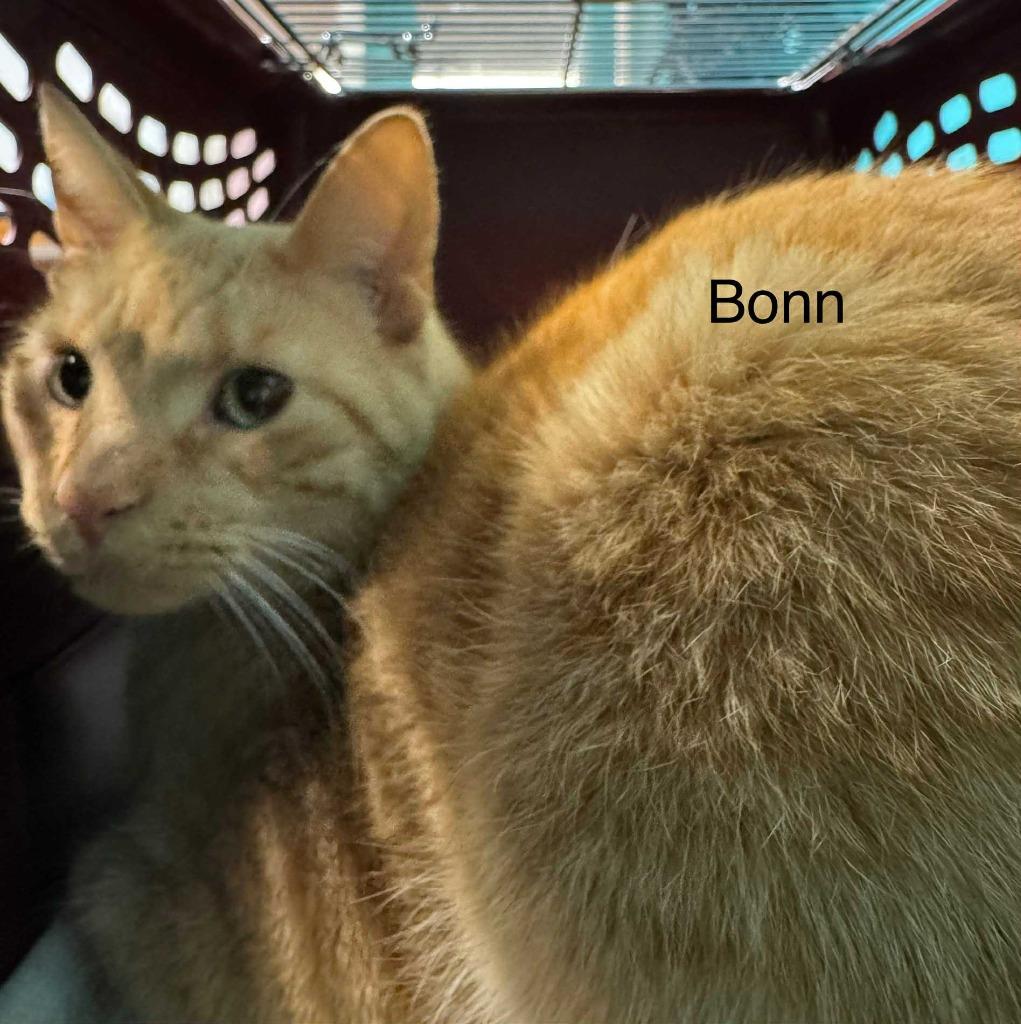 Enlarge Bonn, a Adoptable mixed breed in Utica, MI image 2/2