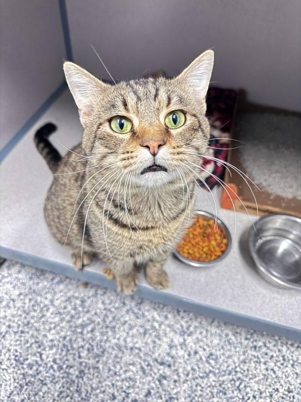 Enlarge Mr. Beans, a Adopted Domestic Medium Hair in Knoxville, IA image 1/2