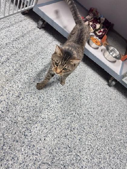 Enlarge Mr. Beans, a Adopted Domestic Medium Hair in Knoxville, IA image 2/2