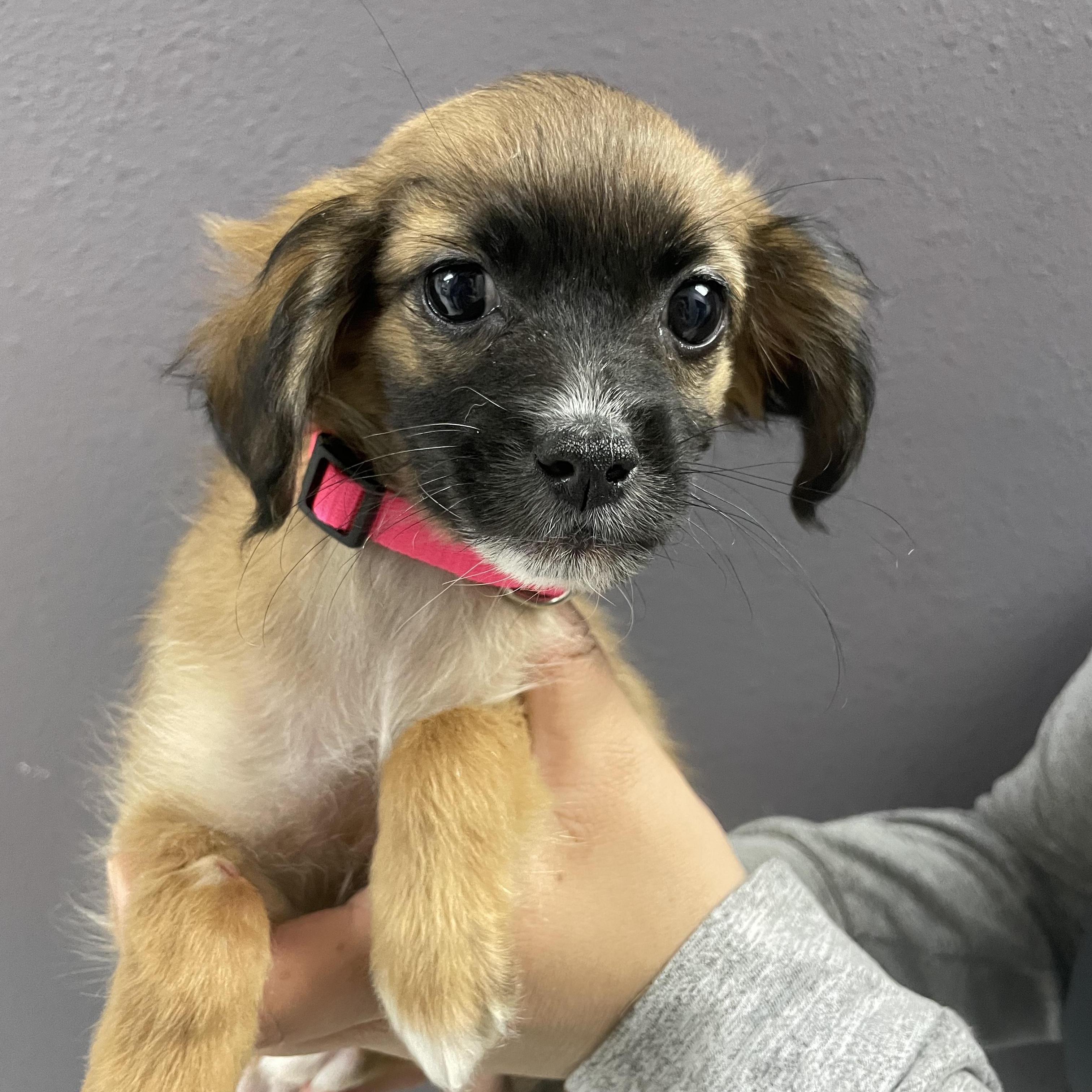 Palazoo, Adoptable, Puppy Female Chihuahua.