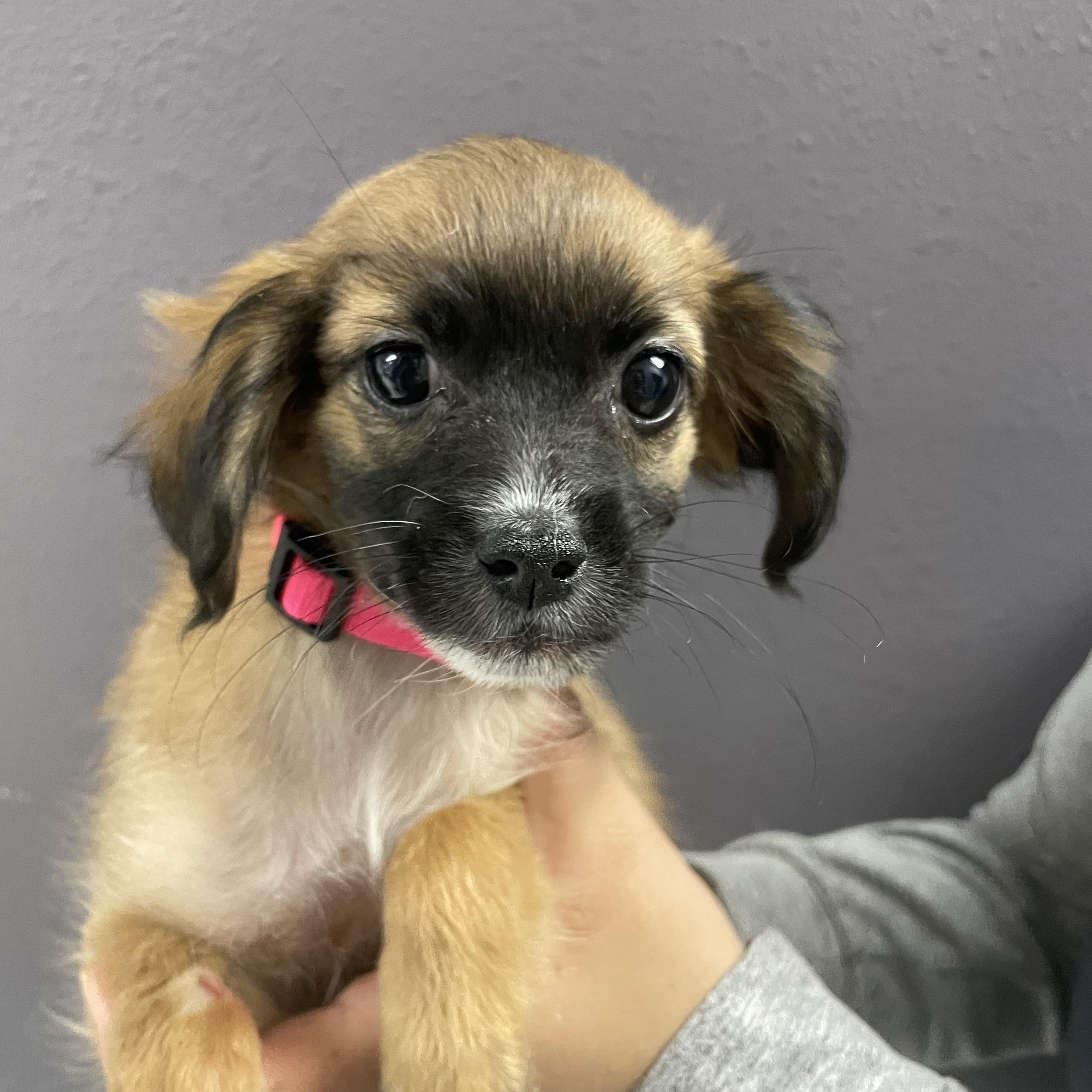 Enlarge Palazoo, a Adoptable mixed breed in Henderson, NV image 2/2
