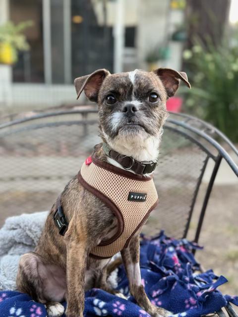 Banjo, an adopted mixed breed in rio vista, CA image 1/6