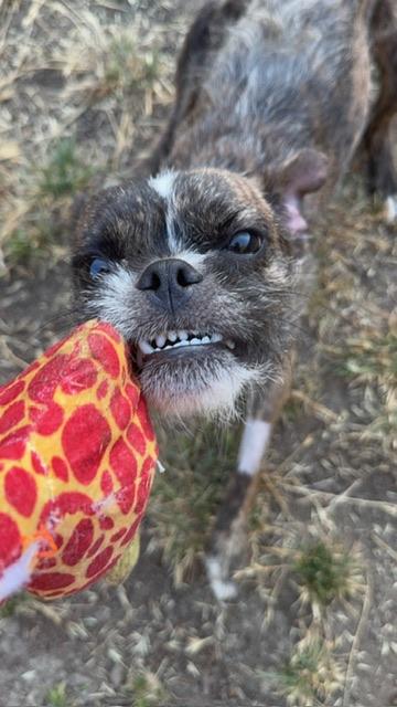 Banjo, an adopted mixed breed in rio vista, CA image 4/6