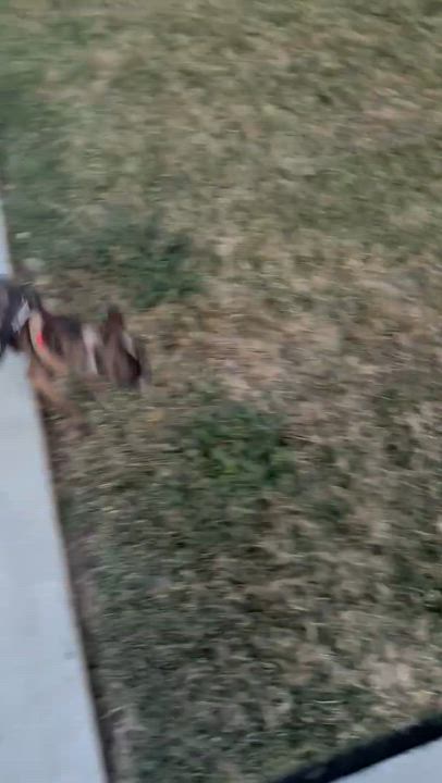 Enlarge Banjo, an adopted mixed breed in rio vista, CA video 6/6