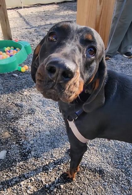 Piper, Adoptable, Adult Female Black and Tan Coonhound & Mixed Breed.