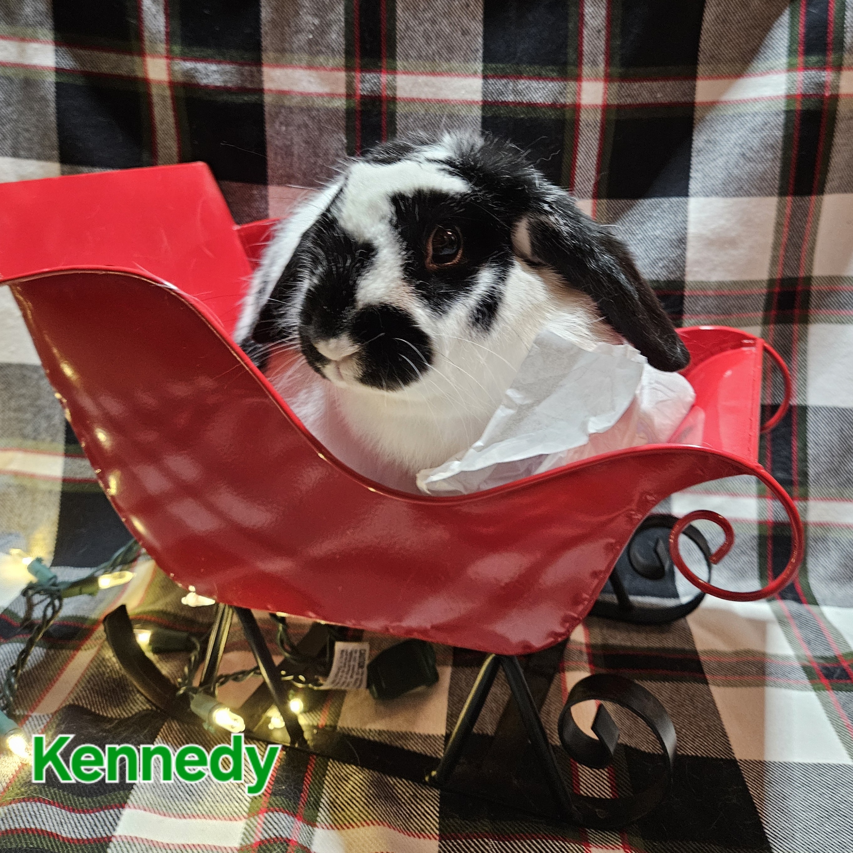 Kennedy, a Adoptable mixed breed in Wilkes-Barre, PA image 1/2