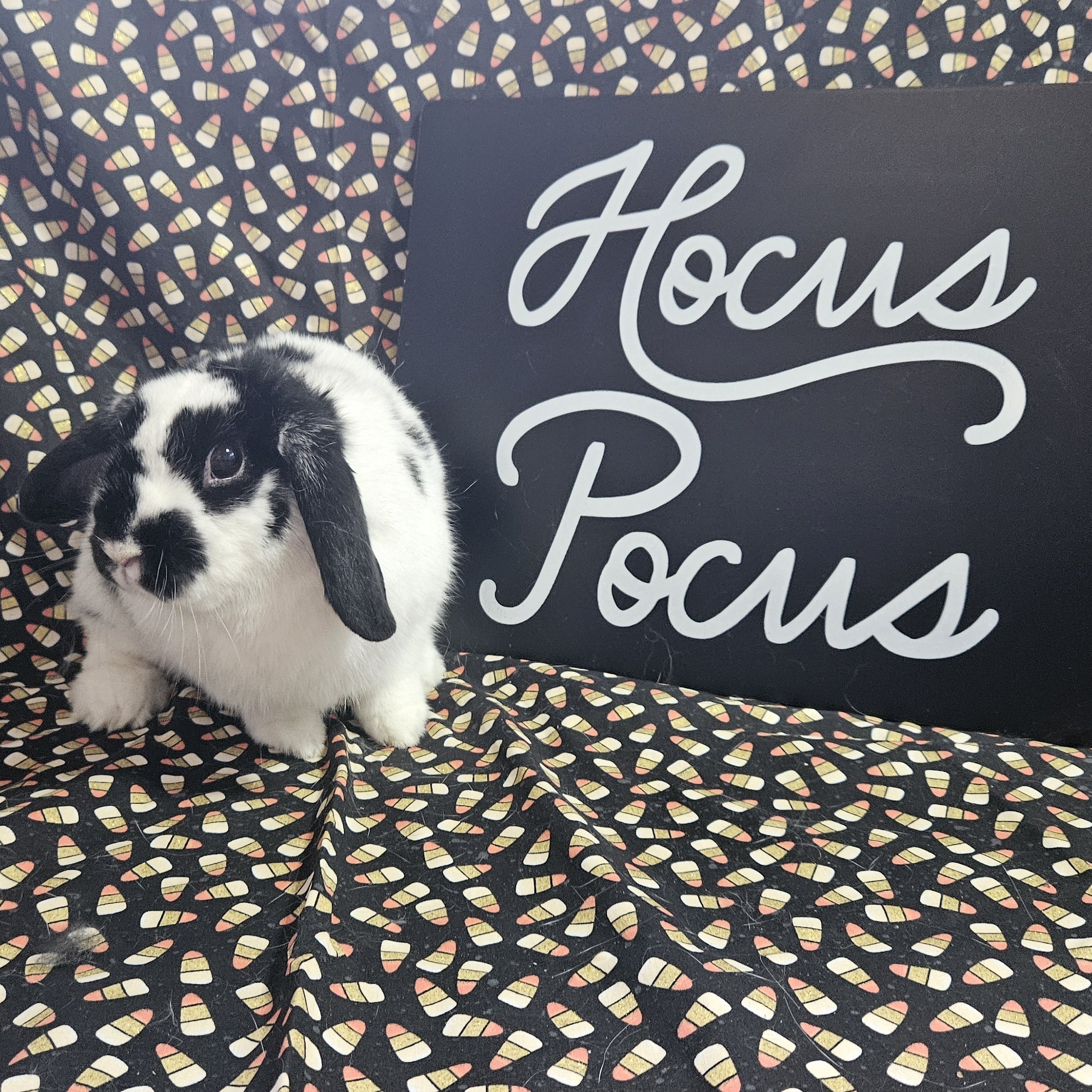 Kennedy, Adult Female Lop Eared