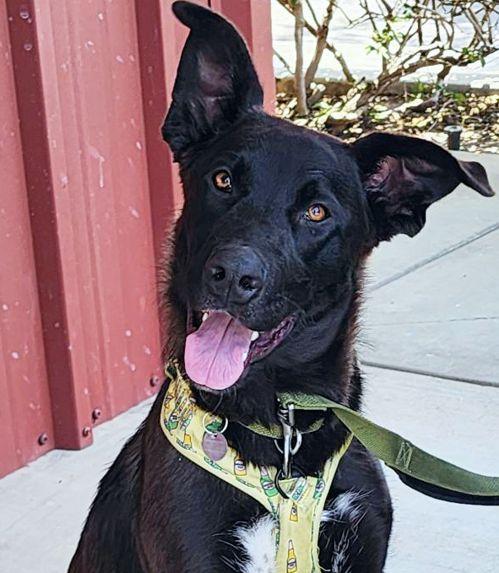 Enlarge Cubby Bear, a Adoptable mixed breed in Anaheim Hills, CA image 1/3