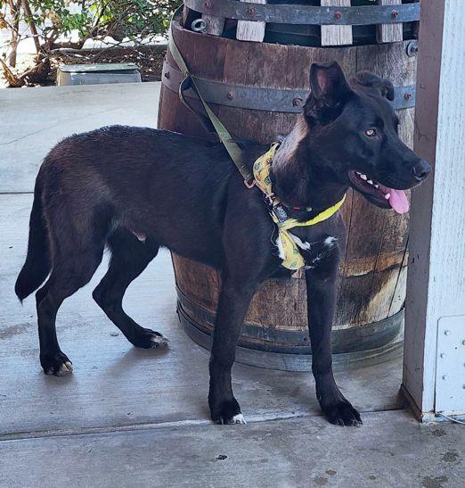 Enlarge Cubby Bear, a Adoptable mixed breed in Anaheim Hills, CA image 2/3