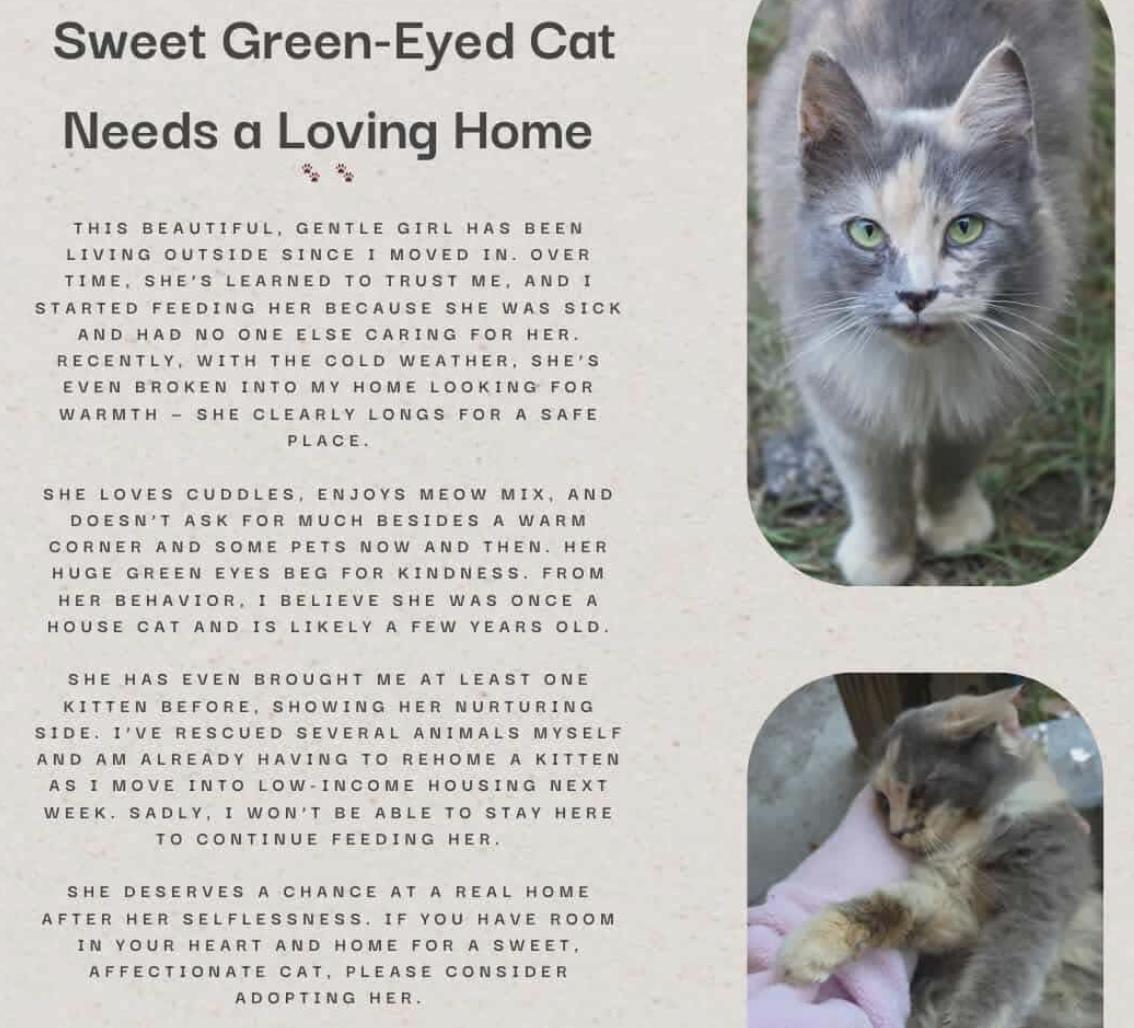 Enlarge Alley Cat, a Adopted Dilute Calico in LITTLE MOUNTAIN, SC image 2/4