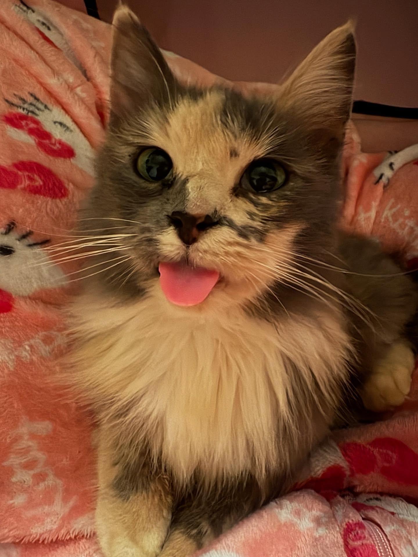 Enlarge Alley Cat, a Adopted Dilute Calico in LITTLE MOUNTAIN, SC image 1/4