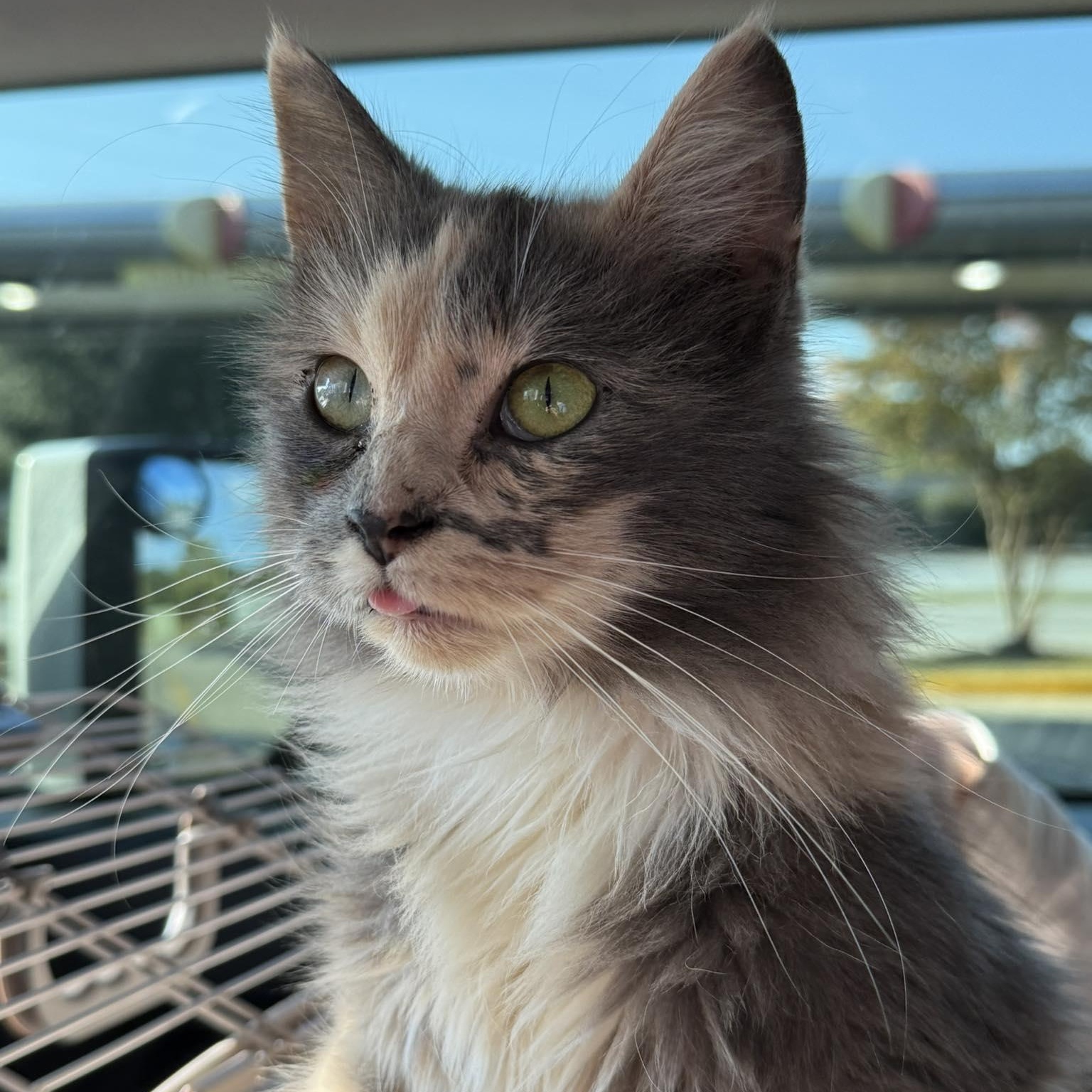 Enlarge Alley Cat, a Adopted Dilute Calico in LITTLE MOUNTAIN, SC image 3/4