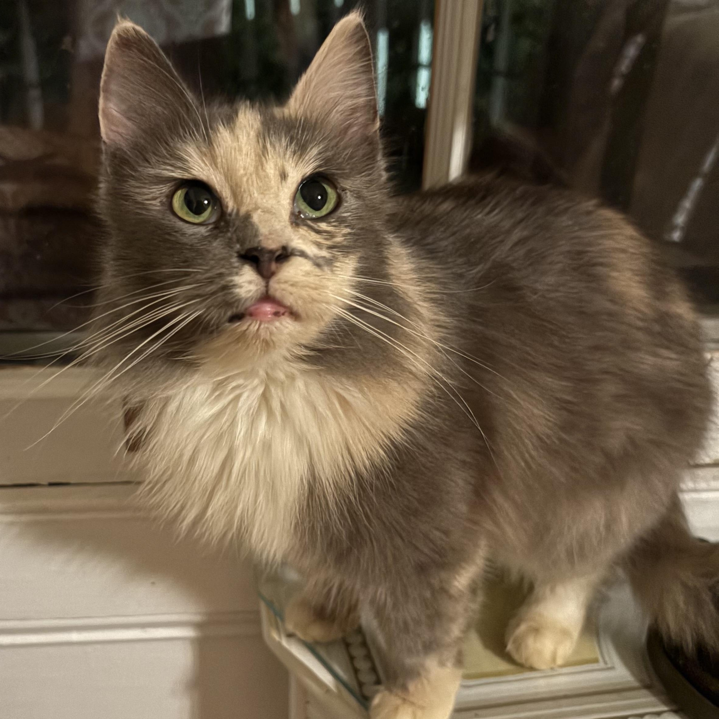Enlarge Alley Cat, a Adopted Dilute Calico in LITTLE MOUNTAIN, SC image 4/4
