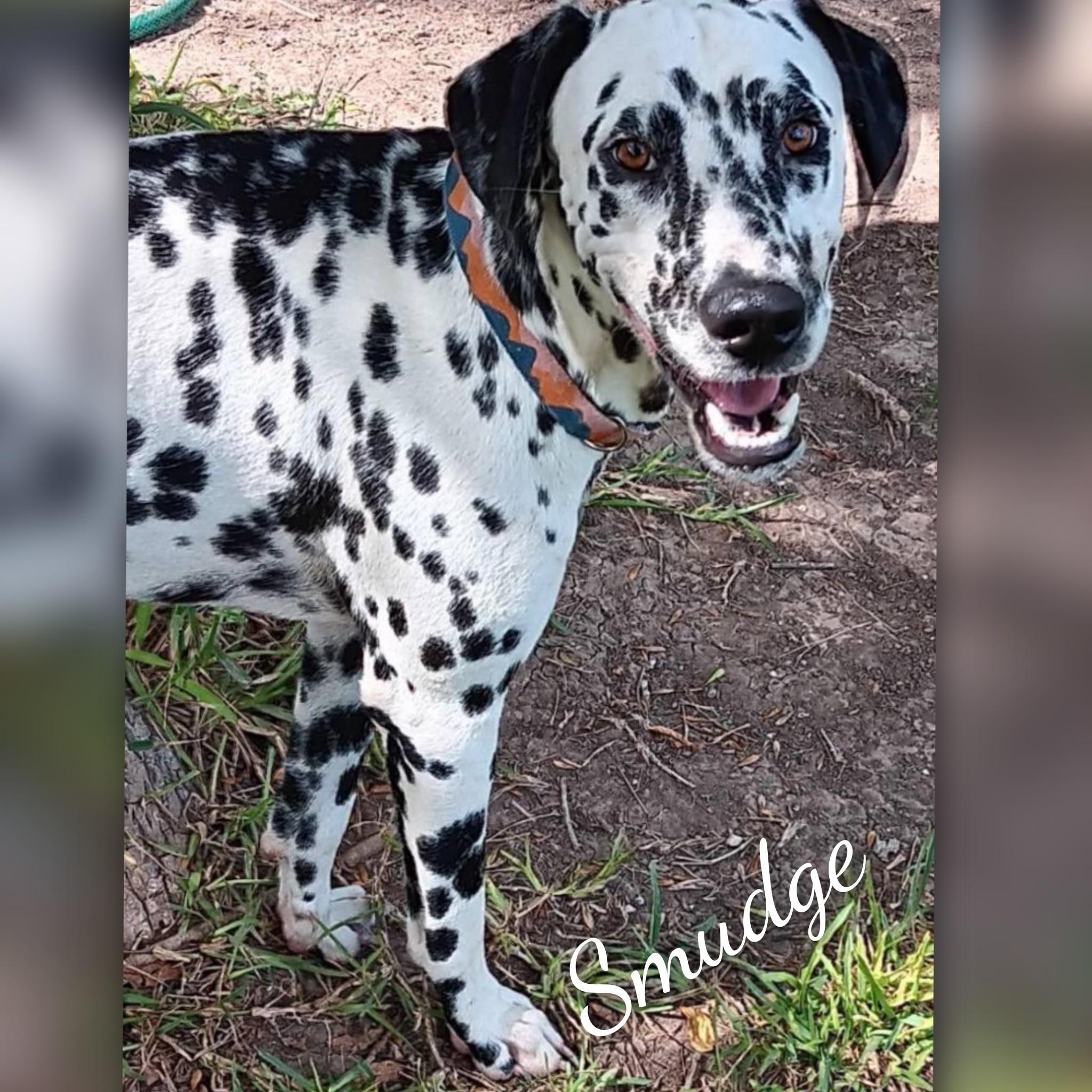 Smudge, Young Male Dalmatian