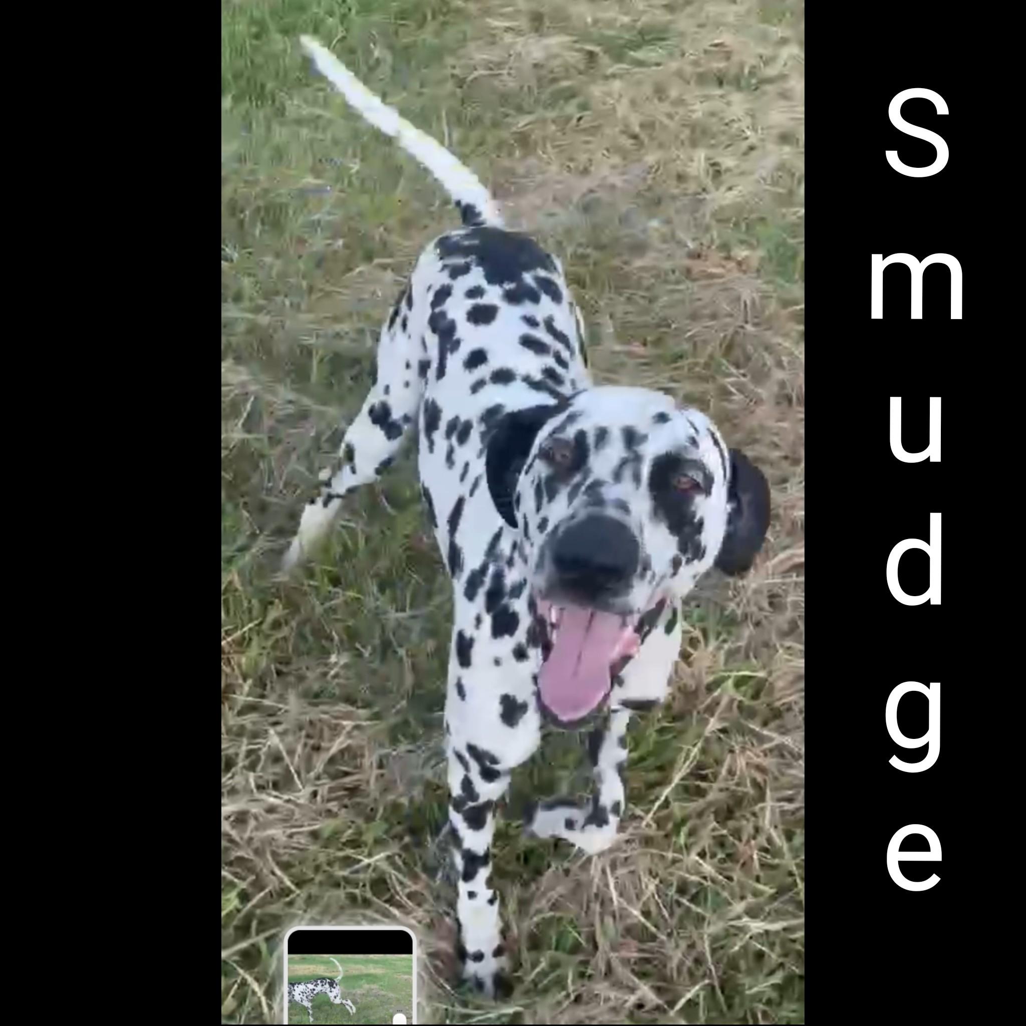 Smudge photo 5
