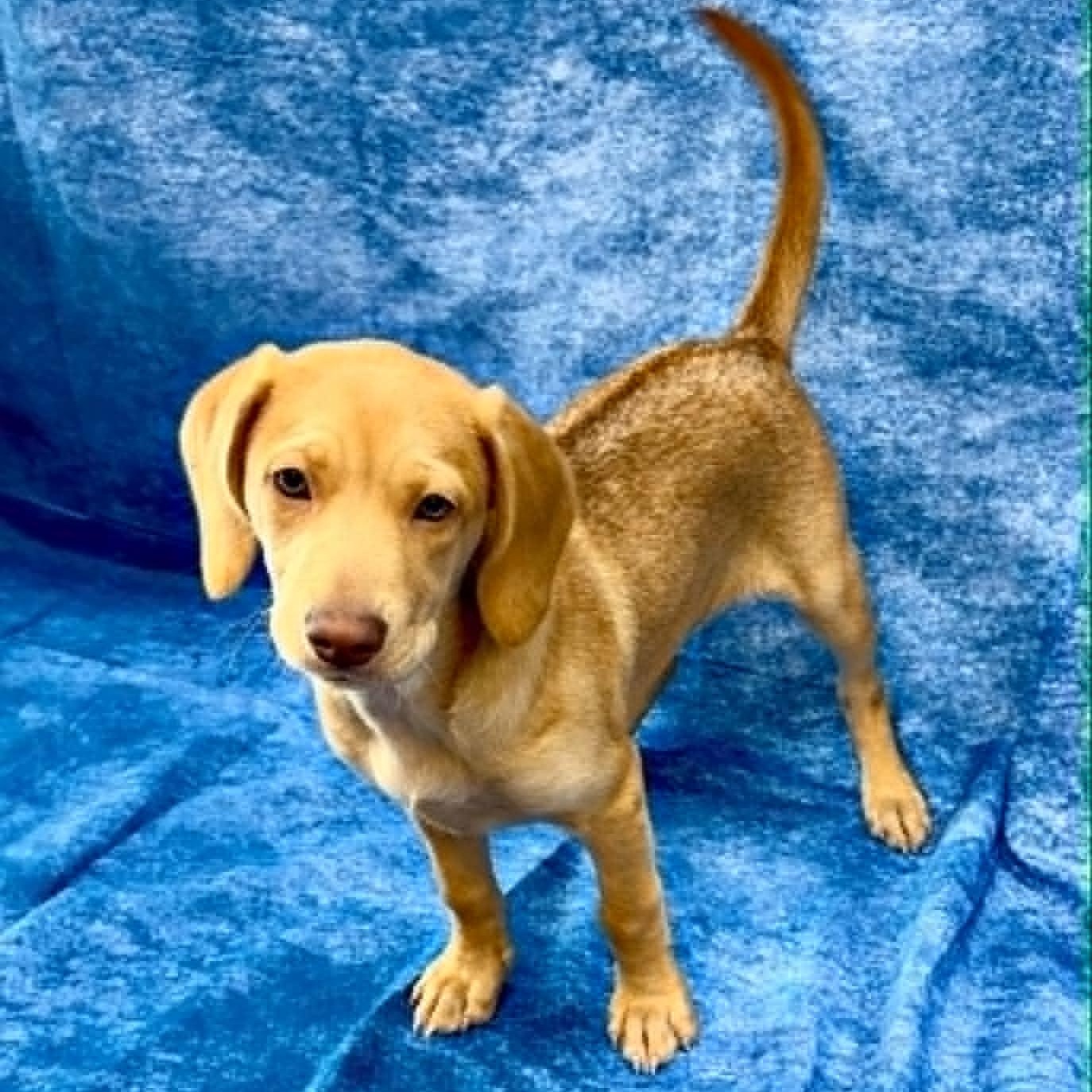 Enlarge Posie, an adopted Beagle in Rushville, IL image 2/2