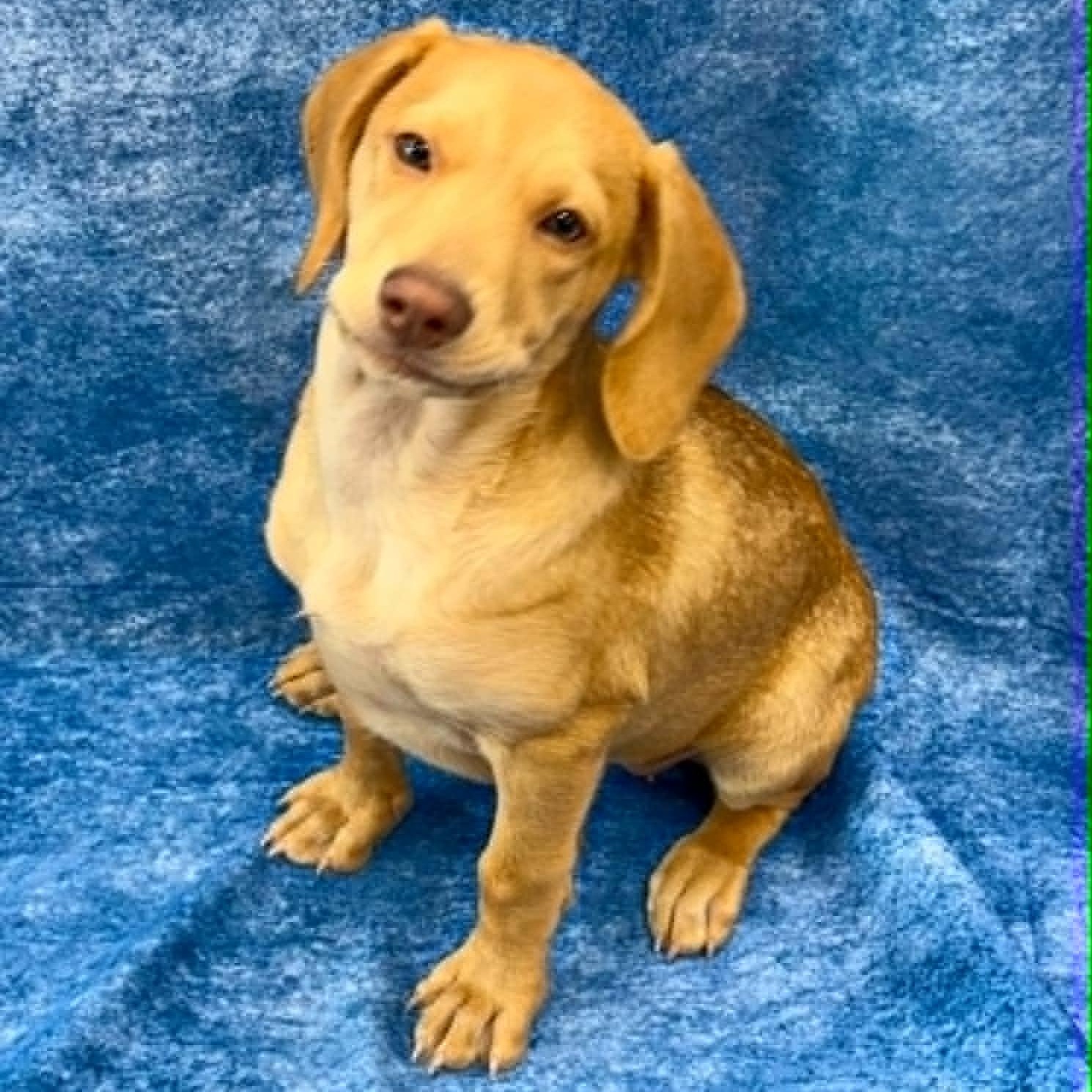 Posie, adopted, Puppy Female Beagle.