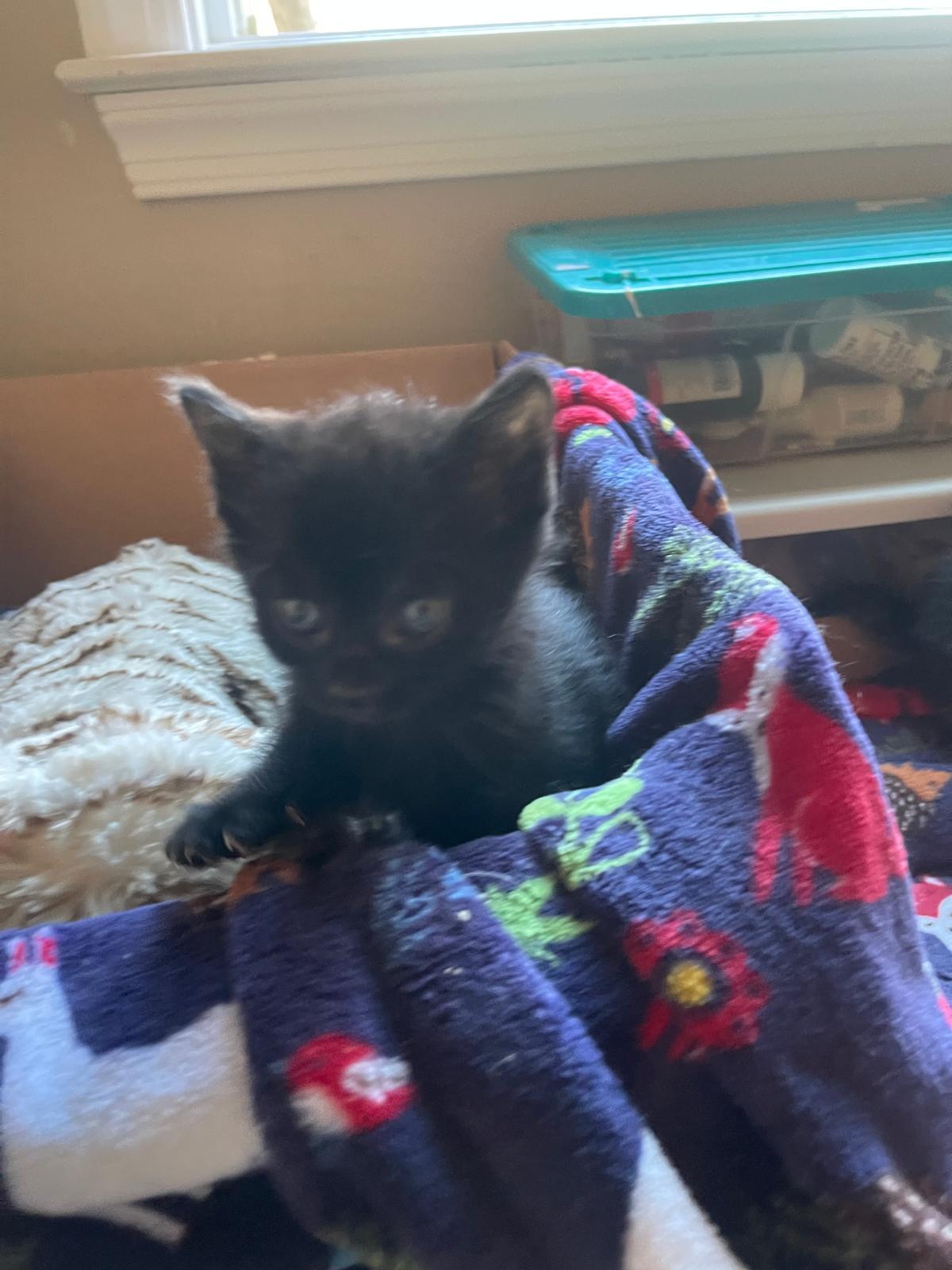 Enlarge Pantha, a Adoptable Bombay in Flint Hill, VA image 1/1