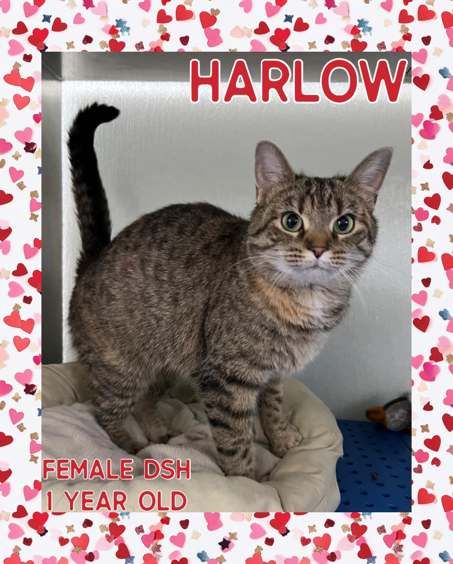 Enlarge Harlow, an adopted mixed breed in Danville, IN image 1/1