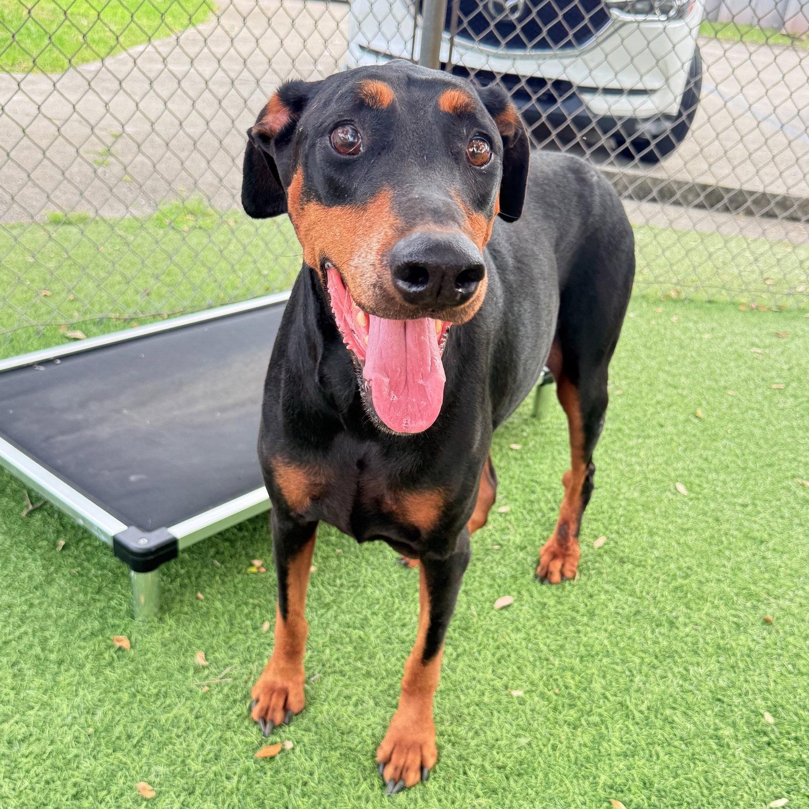 Bella 3583, Adoptable, Young Female Doberman Pinscher.
