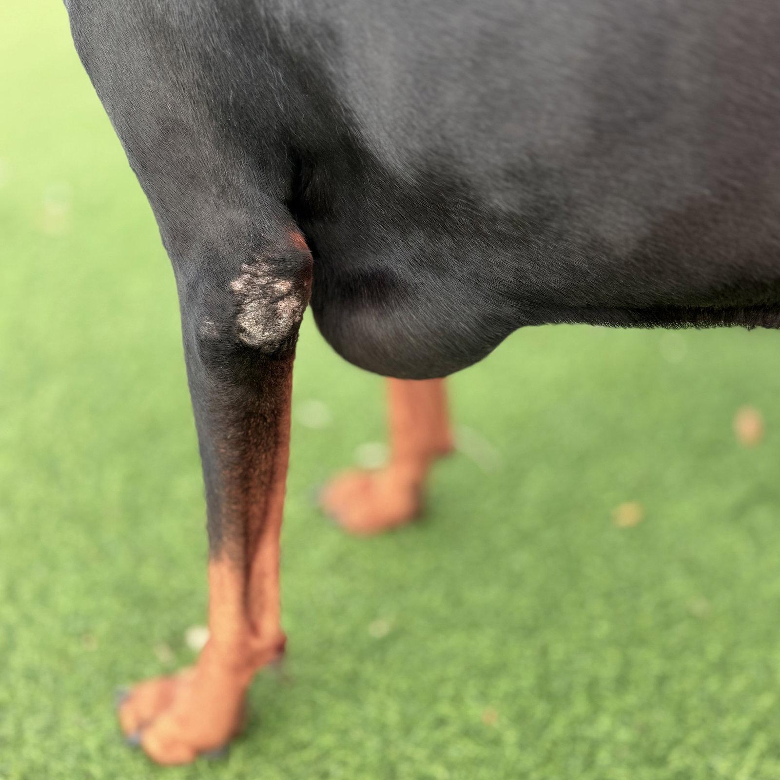 Enlarge Bella 3583, a Adoptable Doberman Pinscher in Oakland Park, FL image 2/3