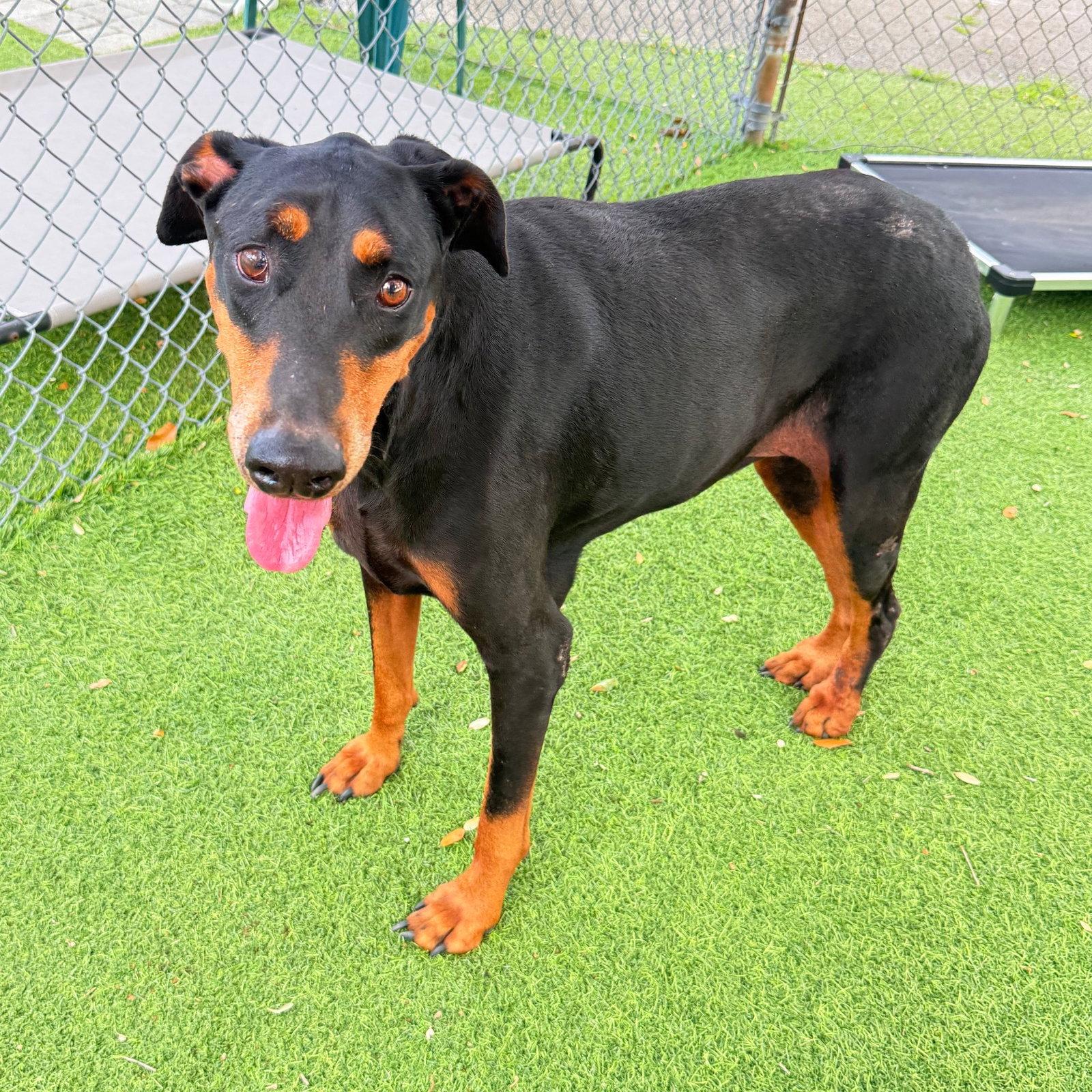 Enlarge Bella 3583, a Adoptable Doberman Pinscher in Oakland Park, FL image 3/3