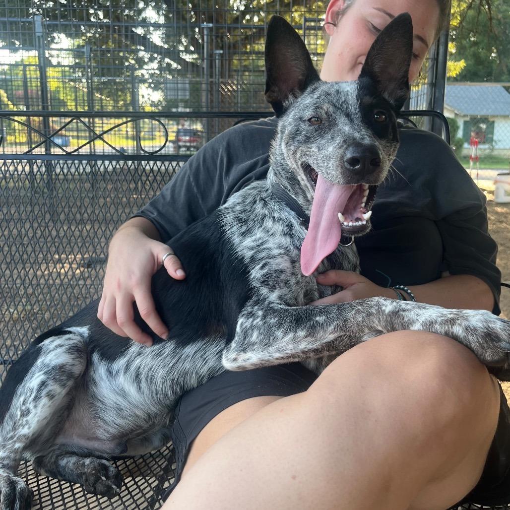 Buster, Adoptable, Young Male Australian Cattle Dog / Blue Heeler & Mixed Breed.