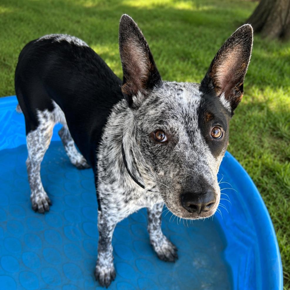 Enlarge Buster, a Adoptable mixed breed in Wadena, MN image 2/5