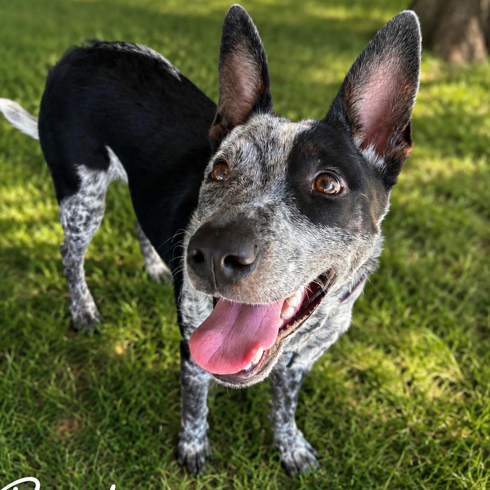 Enlarge Buster, a Adoptable mixed breed in Wadena, MN image 3/5