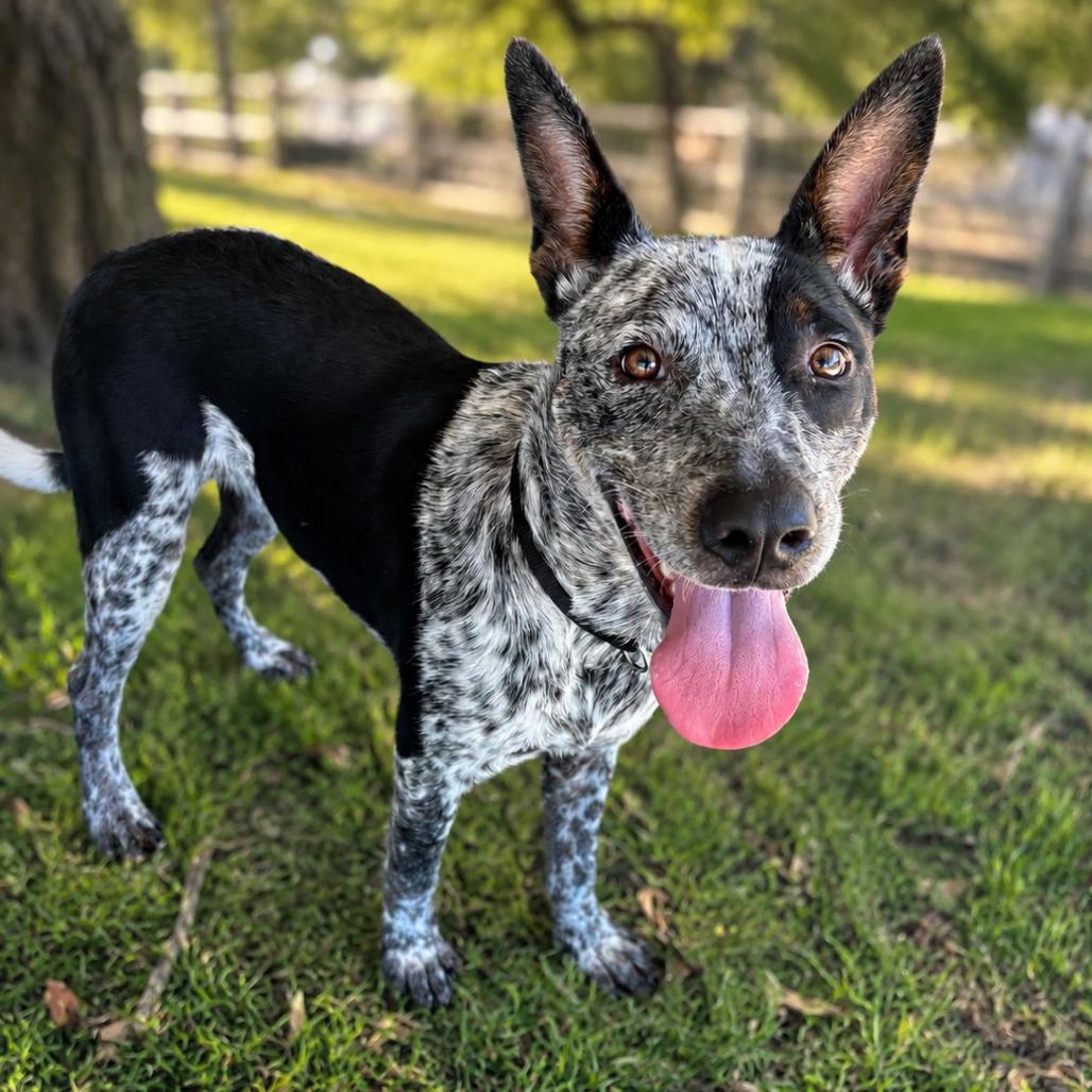 Enlarge Buster, a Adoptable mixed breed in Wadena, MN image 4/5