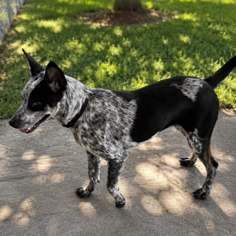 Enlarge Buster, a Adoptable mixed breed in Wadena, MN image 5/5