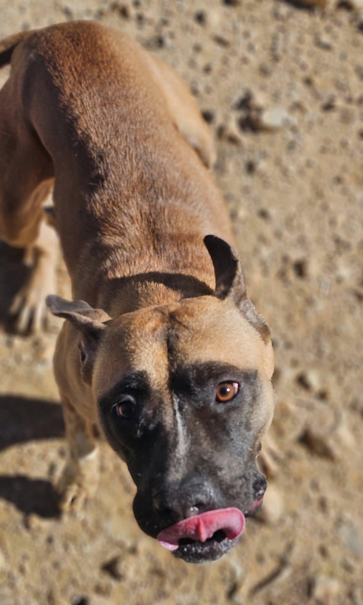 Enlarge Sweetness, a Adoptable Bulldog in Fort Payne, AL image 3/6