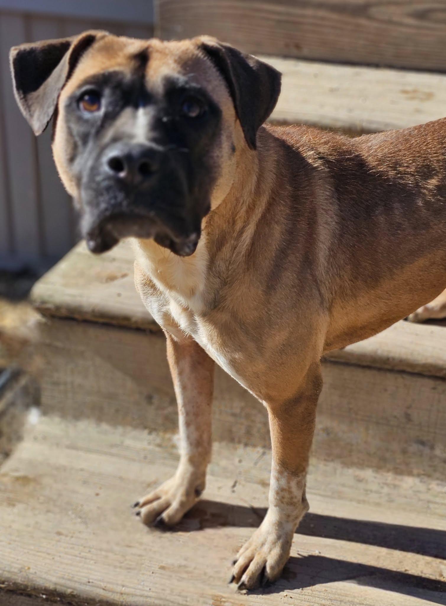 Enlarge Sweetness, a Adoptable Bulldog in Fort Payne, AL image 5/6
