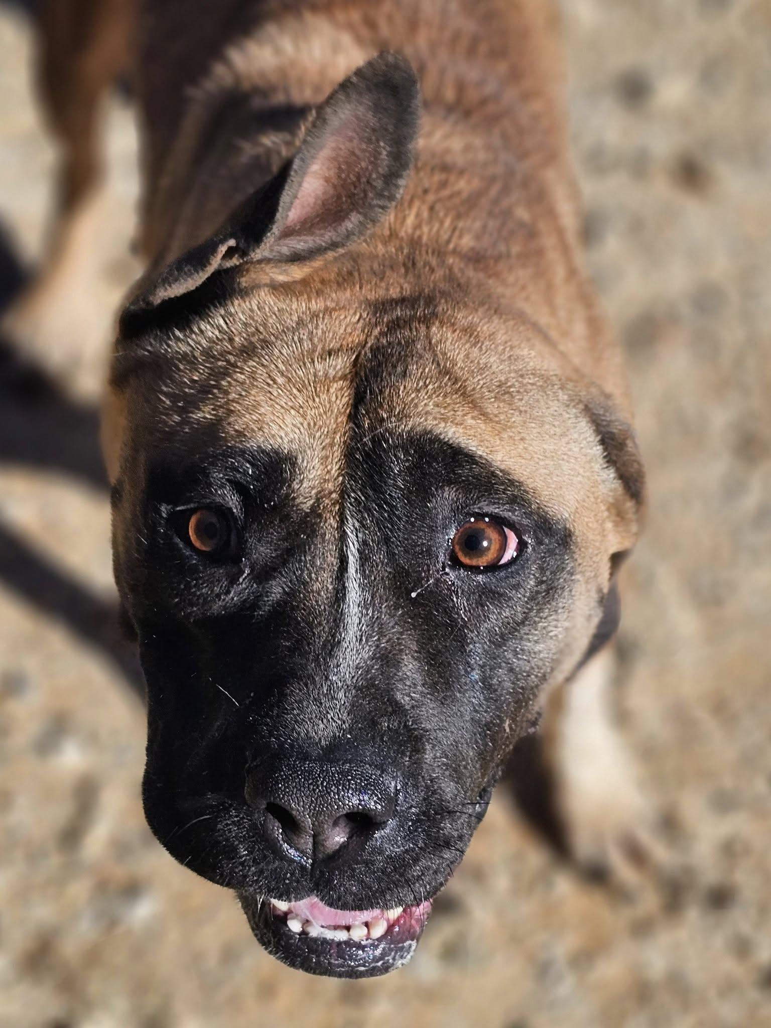 Enlarge Sweetness, a Adoptable Bulldog in Fort Payne, AL image 6/6