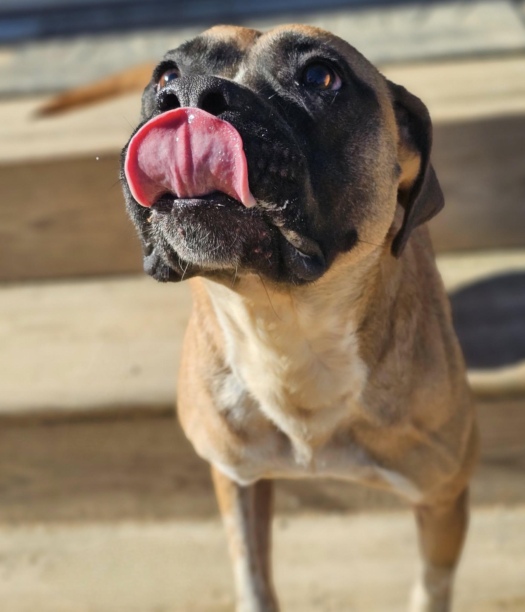 Enlarge Sweetness, a Adoptable Bulldog in Fort Payne, AL image 4/6