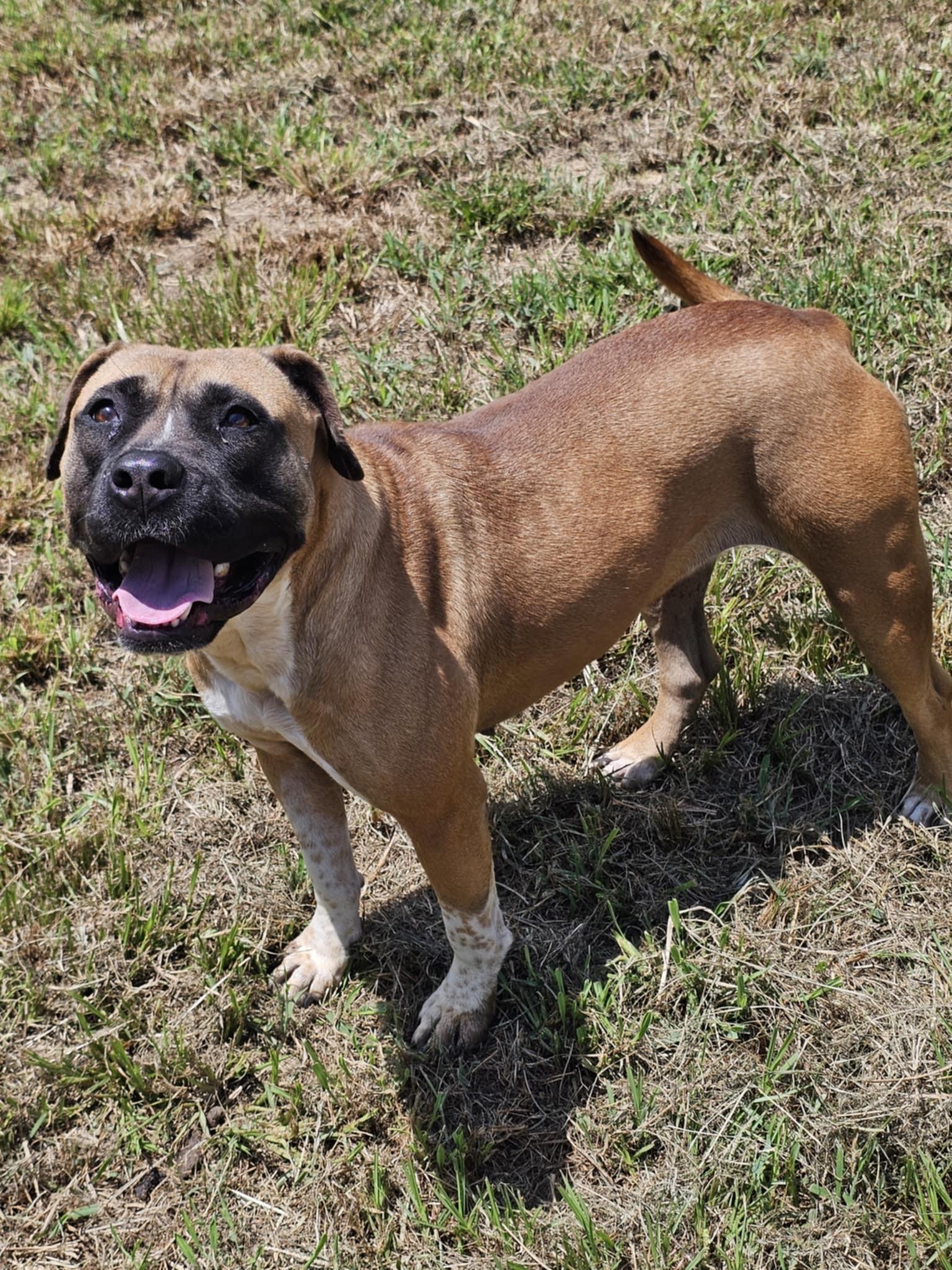 Enlarge Sweetness, a Adoptable Bulldog in Fort Payne, AL image 1/1