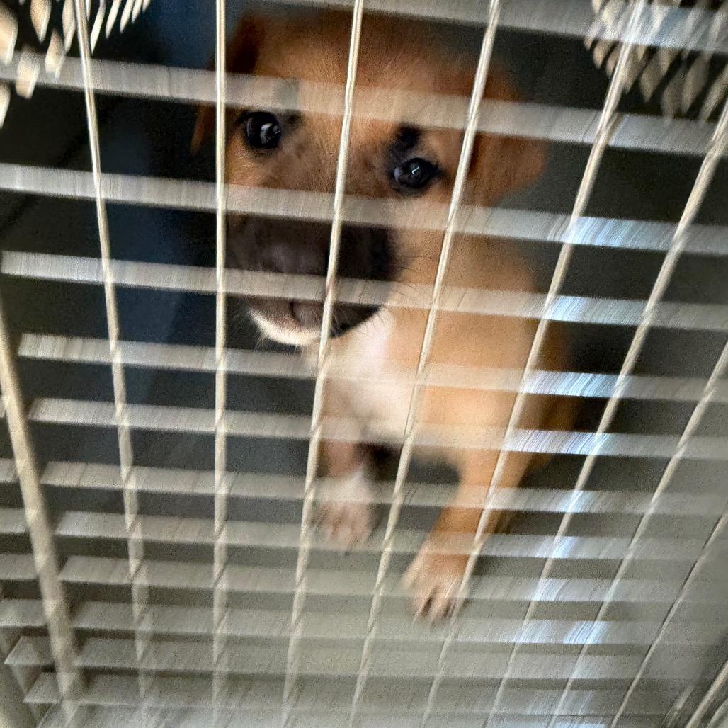 Ellie — thumbnail 2