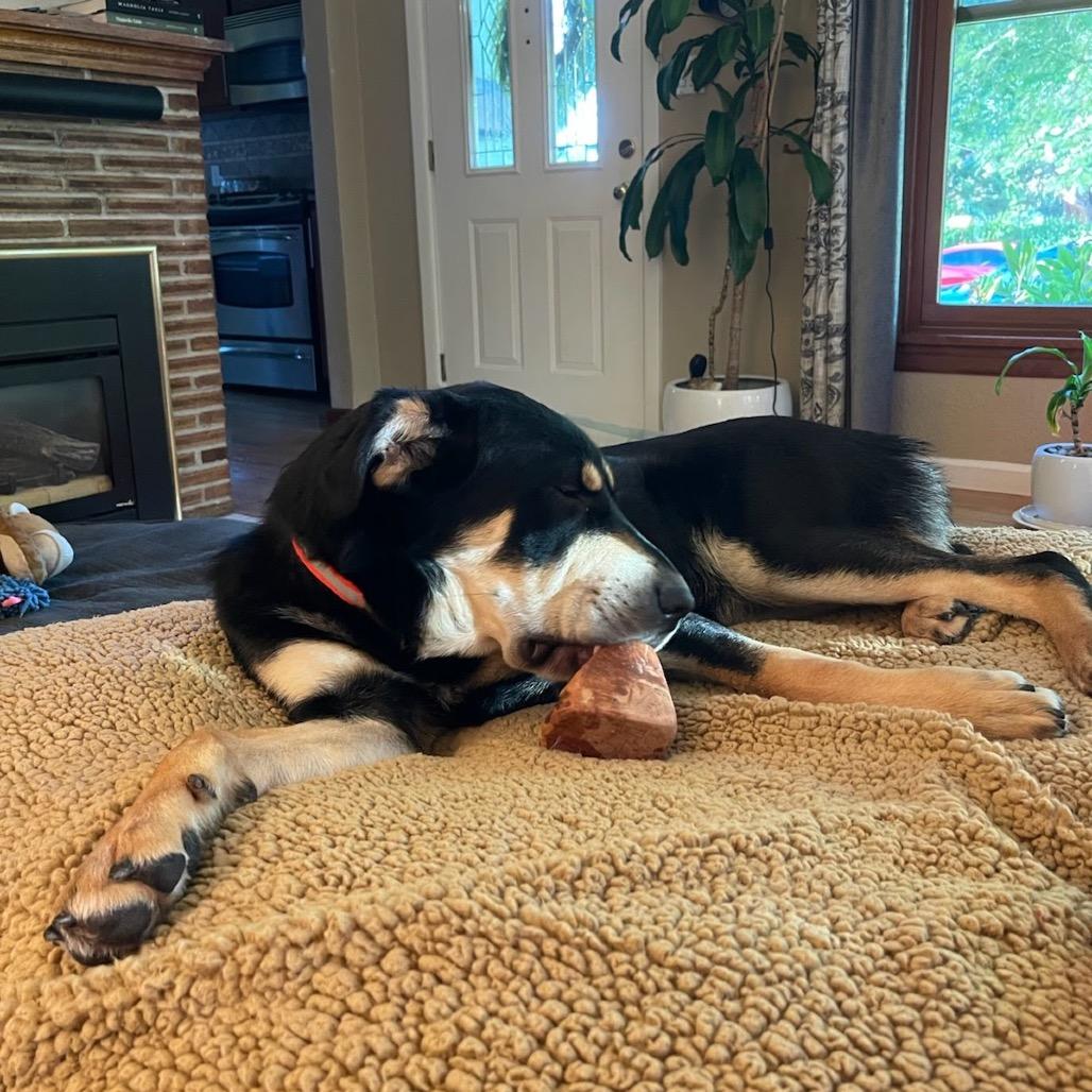 Lola, a Adoptable mixed breed in Tacoma, WA image 1/5