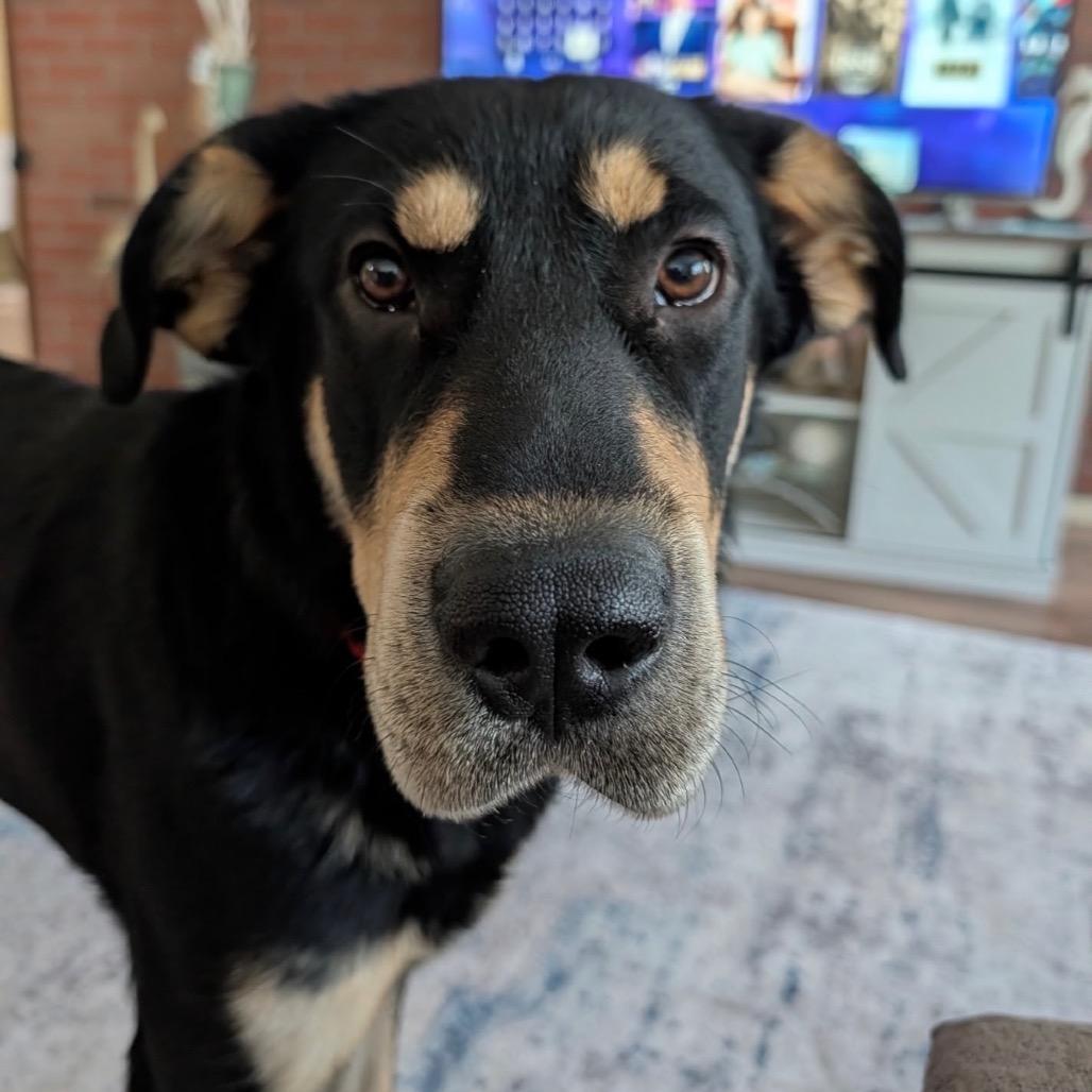 Lola, a Adoptable mixed breed in Tacoma, WA image 2/5