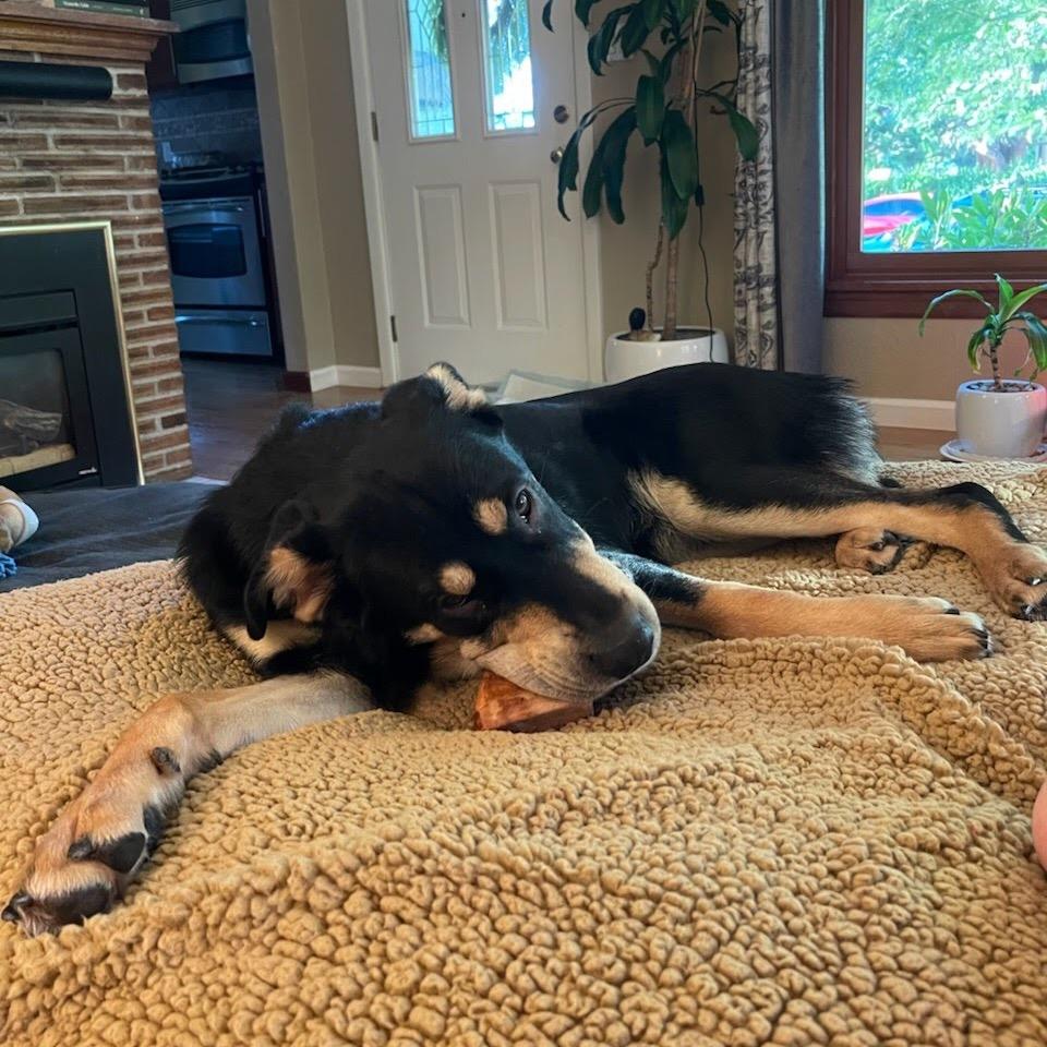 Lola, a Adoptable mixed breed in Tacoma, WA image 4/5