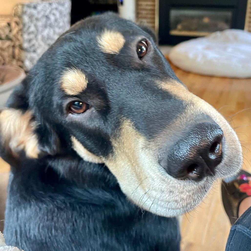Lola, a Adoptable mixed breed in Tacoma, WA image 5/5