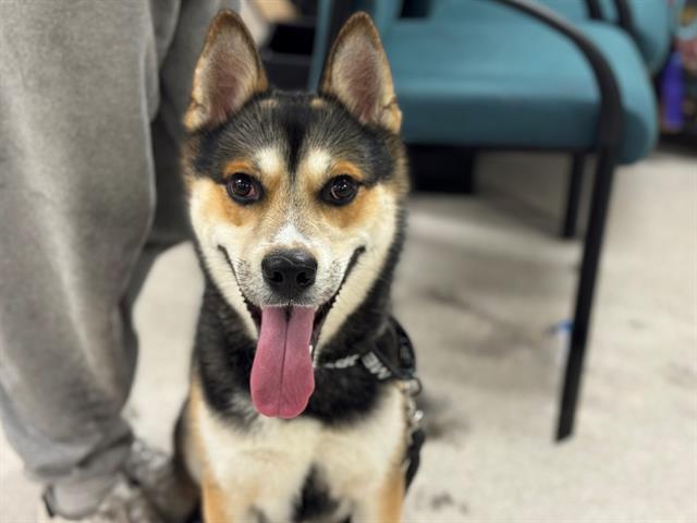 Enlarge Clyde A437158, a Adoptable Husky in Petaluma, CA image 1/1