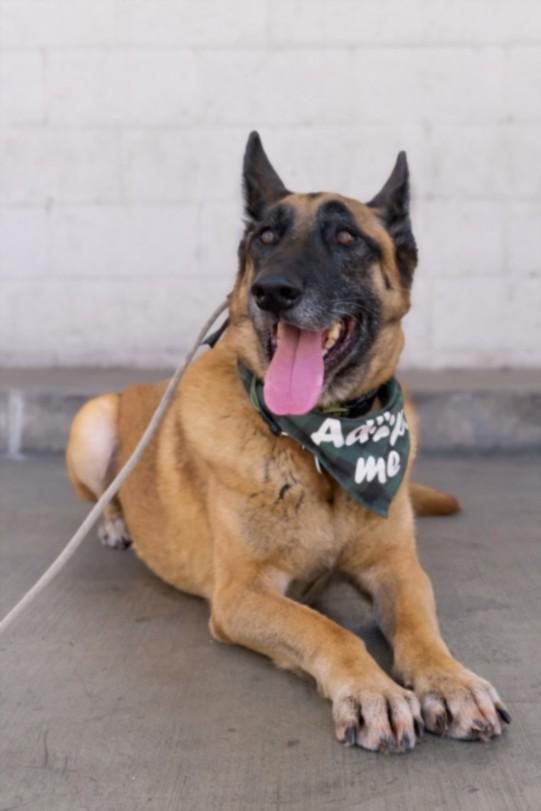 Enlarge CHEPO, a Adoptable German Shepherd Dog in Los Angeles, CA image 1/1
