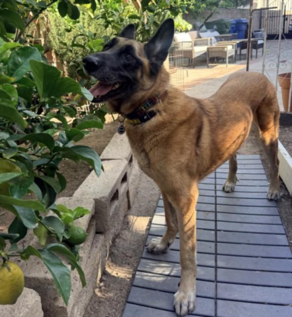 CHEPO, Adoptable, Adult Male German Shepherd Dog.