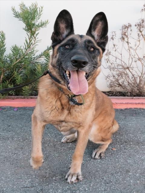 CHEPO, Adoptable, Adult Male German Shepherd Dog.