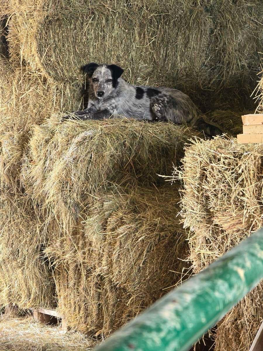 Blue, Adopted, Adult Male Australian Cattle Dog / Blue Heeler.