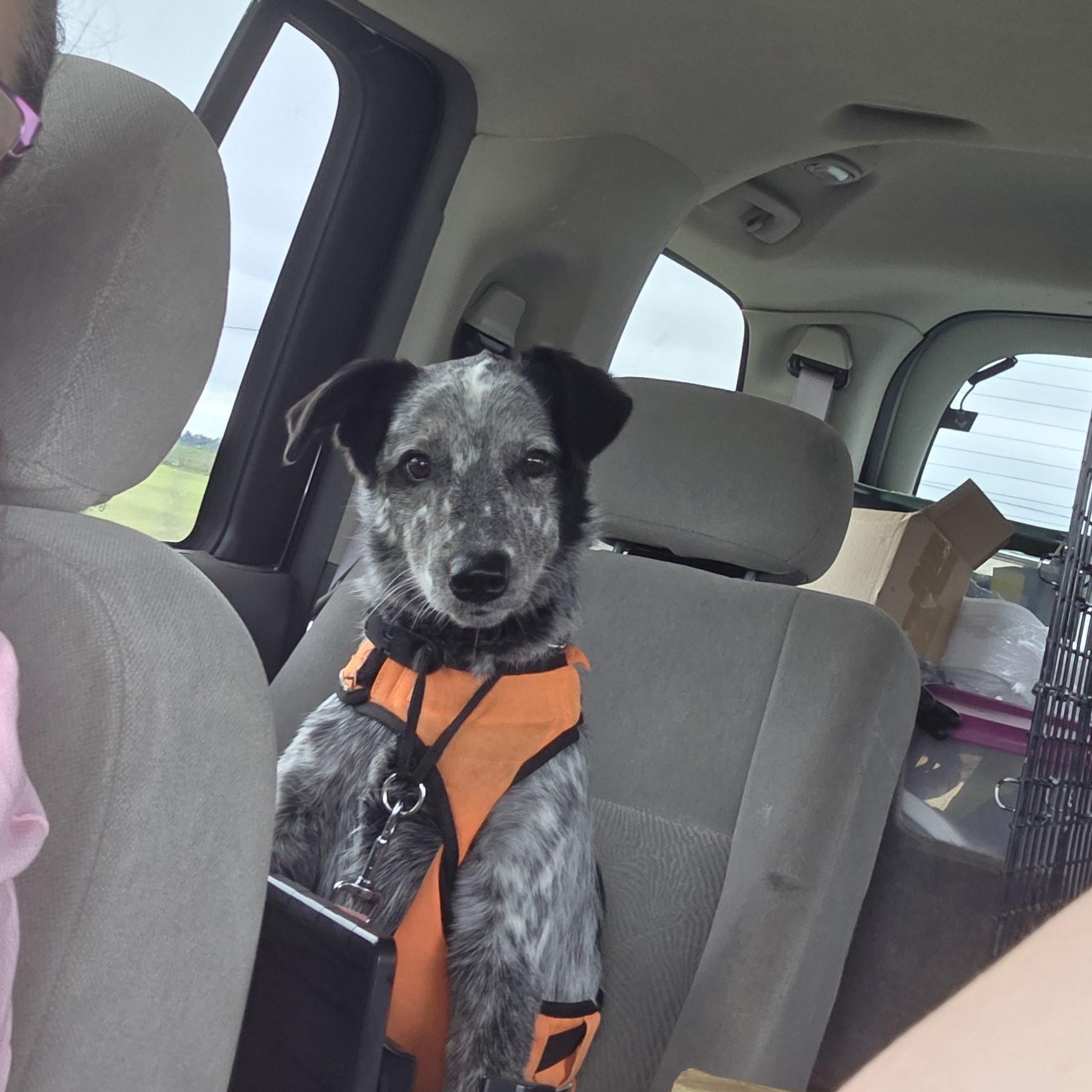 Blue, a Adopted Australian Cattle Dog / Blue Heeler in Muncie, IN image 2/5