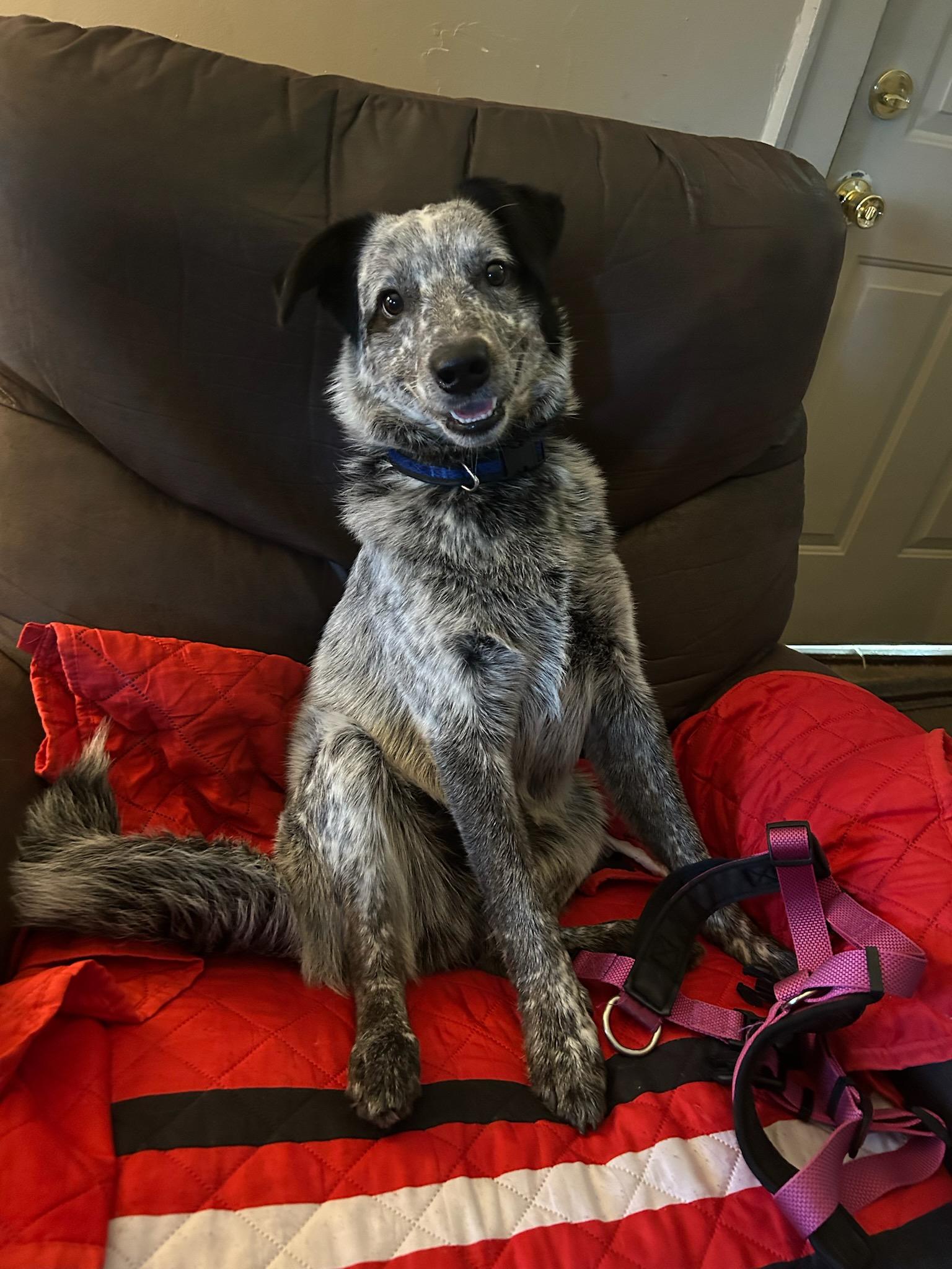 Blue, a Adopted Australian Cattle Dog / Blue Heeler in Muncie, IN image 4/5
