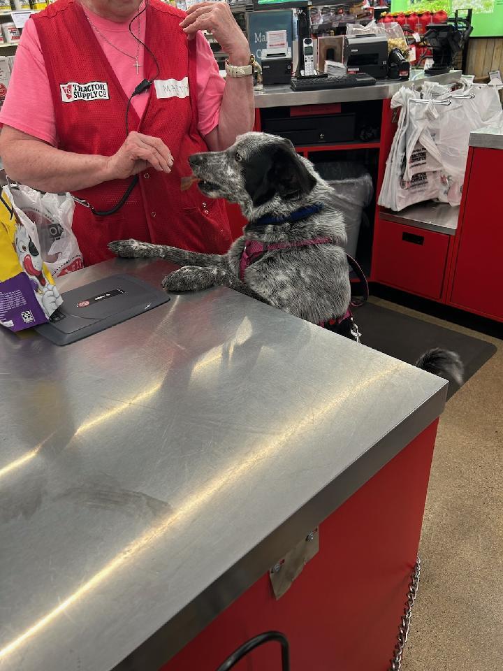 Blue, a Adopted Australian Cattle Dog / Blue Heeler in Muncie, IN image 5/5